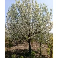 八棱海棠養(yǎng)護(hù) 八棱海棠管理 八棱海棠價(jià)錢