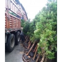 福建12公分羅漢松460元，福建3公分羅漢松12元，哪里的羅漢松最便