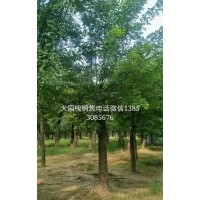 大國槐基地出售30公分大國槐樹