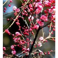 供應(yīng)大規(guī)格紅梅及紅梅梅樁5到25公分