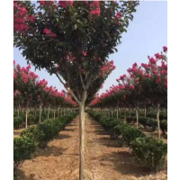 百日紅價(jià)格 大紅花價(jià)格 供應(yīng)6公分12公分紫薇價(jià)格