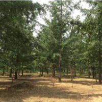 常年批發(fā)供應銀杏樹價格優(yōu)惠，規(guī)格有胸徑5-20公分