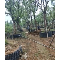 供應(yīng)大小苗：香樟地苗，香樟容器苗10-30公分,供應(yīng)樸樹地苗和移栽