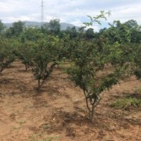 哪里有地徑3公分的花椒樹，大紅袍花椒苗，無刺花椒苗？