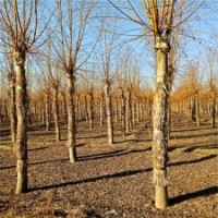 金絲垂柳多少錢，平頭金絲垂柳，16公分金絲垂柳價格