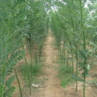 山西2公分國槐，3公分國槐，4公分國槐