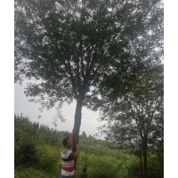 供應(yīng)3---10公分元寶楓