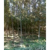 供應(yīng)107速生楊