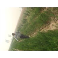 側柏苗 花椒苗 連翹苗