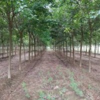 現(xiàn)供應(yīng)6-10公分三角楓