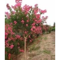 南京5公分紫薇價(jià)格 大量銷售長(zhǎng)期供應(yīng)