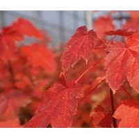 苗圃自產(chǎn)自銷十月光輝