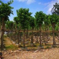 供應各種規(guī)格羊蹄甲袋苗