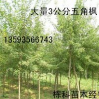 3公分五角楓大量出售