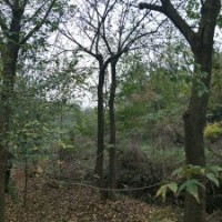 供應(yīng)精品沙樸與雞爪槭紅楓海棠桂花櫻花羽毛楓