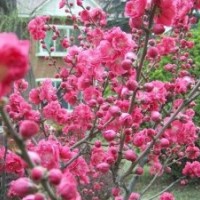 5公分6公分紅葉碧桃大量出售