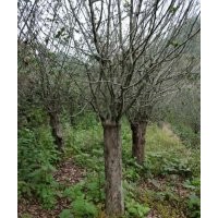 垂絲海棠，櫻花，紅梅，茶花，大葉冬青，羅漢松，玉蘭