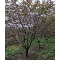 供應精品雞爪槭紅楓海棠桂花紅梅羽毛楓櫻花