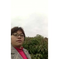 江西南昌苗圃自銷小葉香樟當(dāng)年小苗