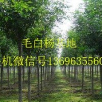 毛白楊--山東毛白楊---窄冠毛白楊----山東聊城帥源綠化苗木基地