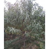 A級(jí)山桃基地 A級(jí)山桃批發(fā)商