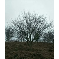 供應(yīng)精品雞爪槭紅楓海棠桂花紅梅櫻花垂絲5-25公分