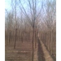 長(zhǎng)年提供10公分 12公分欒樹(shù)價(jià)格 欒樹(shù)江蘇產(chǎn)地