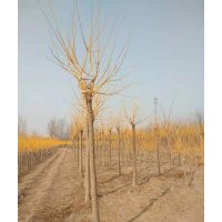 河北保定博野金枝槐的價(jià)格