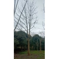 供應(yīng)精品雞爪槭紅楓海棠桂花紅梅櫻花無患子羽毛楓