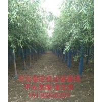 河北保定凱達(dá)苗木低價(jià)供應(yīng)速生柳垂柳