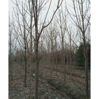 供應(yīng)七葉樹