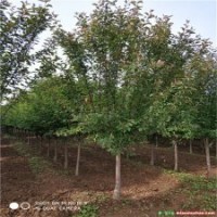 精選泰安絢麗海棠暢購無憂好貨價低絢麗海棠