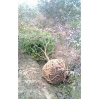 雞爪槭三角楓紅梅紅楓羽毛楓櫻花羅漢松出售