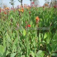 美人蕉現(xiàn)在多少錢能買到