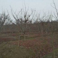 雞爪槭紅楓海棠羽毛楓羅漢松三角楓紅梅出售