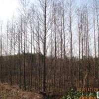 精品10公分水杉價格南京水杉基地