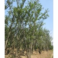 多頭10公分叢生樸樹價格多頭12公分叢生樸樹價格