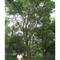 現(xiàn)在市場(chǎng)2米3米4米高棕櫚價(jià)格