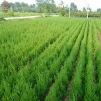 高度2米3米4米蜀檜報(bào)價(jià)