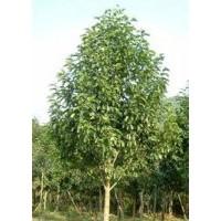 胸徑15公分深山含笑報價，湖北含笑樹批發(fā)出售