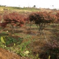 四季桂八月桂羅漢松紅楓雞爪槭紅梅櫻花出售