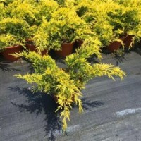 供應(yīng)原生黃金真柏大杯苗