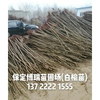 白榆價(jià)格，河北長(zhǎng)枝榆，榆樹基地