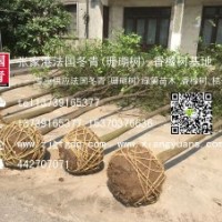 長期供應(yīng)1-12公分香櫞樹苗、香櫞批發(fā)、香櫞價(jià)格