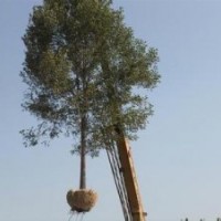 米徑10公分國槐報價，山東國槐產(chǎn)地