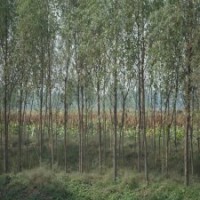 7公分柳樹的銷售市場行情