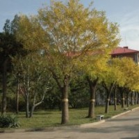 黃金槐基地的黃金槐小苗的價格