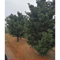 低價供應(yīng)10公分羅漢松