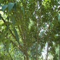 江蘇桃樹基地，5公分18塊錢，優(yōu)質(zhì)貨源