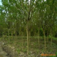 產地直銷2公分的紫薇花，低價出售